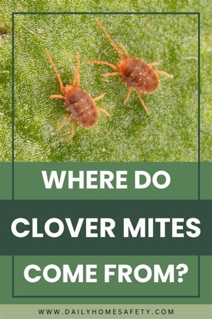 What Are Clover Mites and How Do I Get Rid of Them?