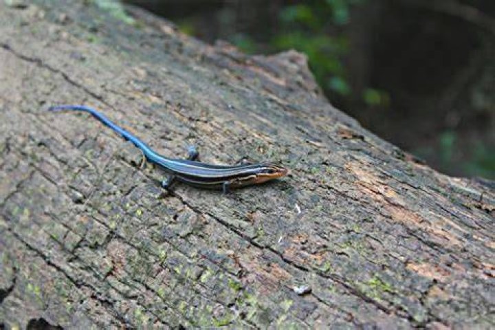 What Do Blue Tailed Skinks Eat? Diet & Health Facts