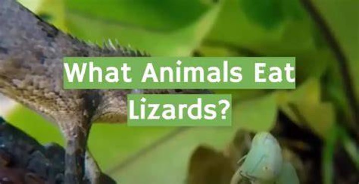 What Do Lizards Eat in the Wild & as Pets? Facts & FAQ