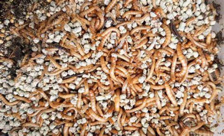 What Do Mealworms Eat? Nutritional Facts & FAQ