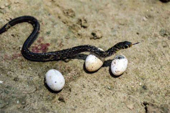 What Do Snake Eggs Look Like? Facts & FAQs (With Pictures)