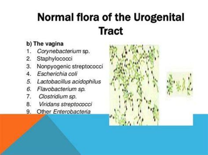 What Does Mixed Urogenital Flora In Urine Mean - Causes, Symptoms, and Treatment