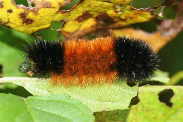 What Is a Woolly Bear Caterpillar?