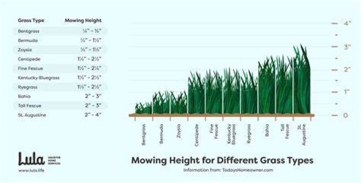 What Is the Best Height to Cut Grass?