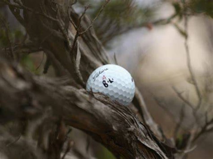 What Should You Do If Your Ball Gets Stuck Up A Tree? Here's What The Rules Of Golf Say...