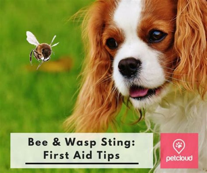 What To Do If Your Dog Is Stung By a Bee Or Wasp? First Aid Tips