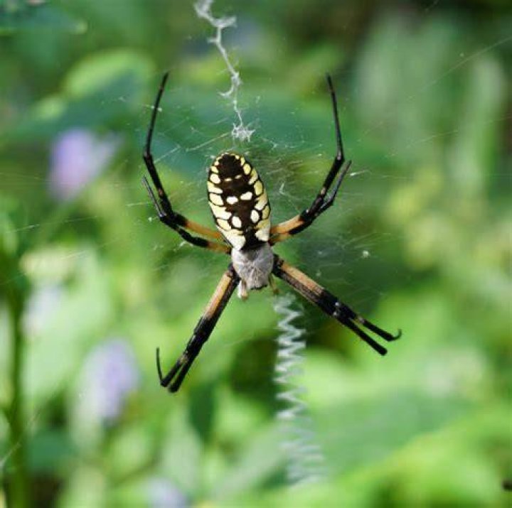 What To Know About Garden Spiders