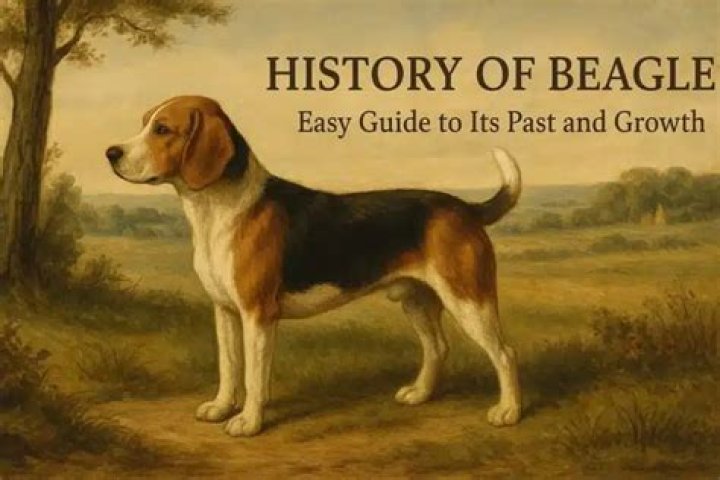 What Were Beagles Bred For? History of the Beagle