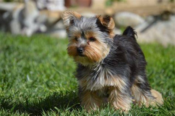 What Were Yorkies Bred For? Facts, History & Breed Info