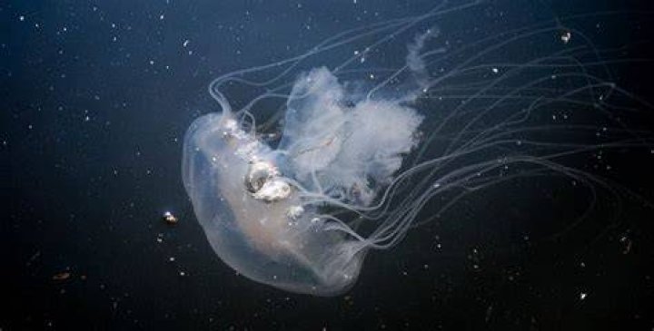 When Are Jellyfish Most Active During the Day