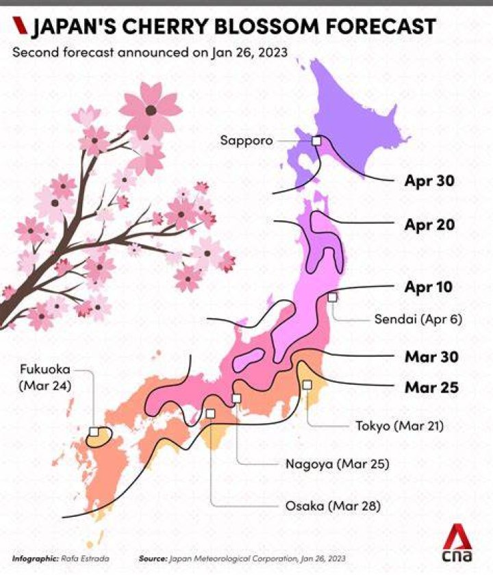 When Cherry Blossom Season Starts (2022)