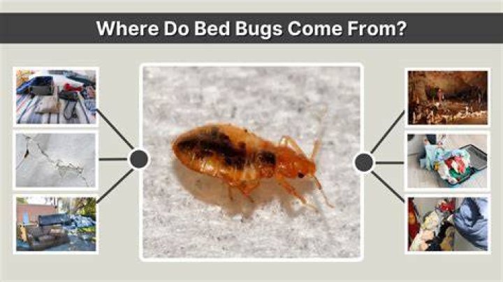 Where Do Bed Bugs Come From?