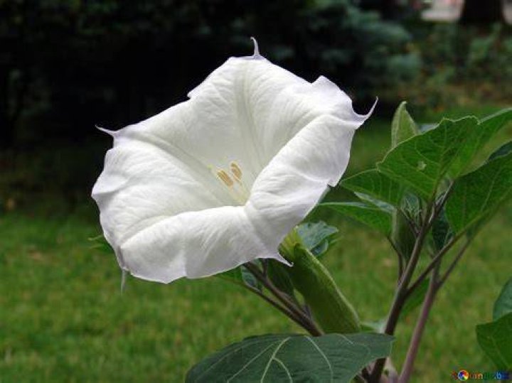White datura flower