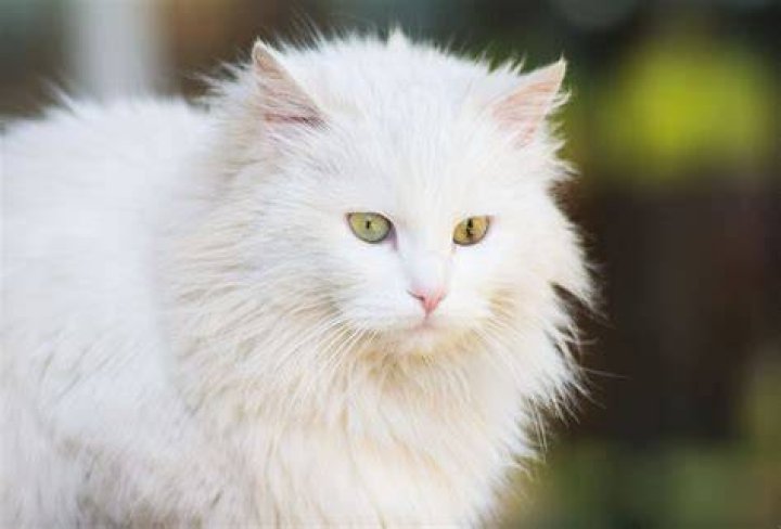 White Domestic Longhair Cat