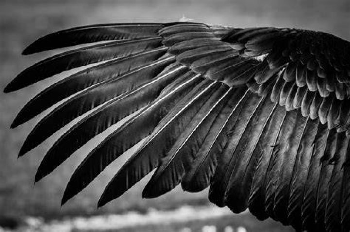White, Feather, Black, Black-and-white, Wing, Monochrome photography, Water, Bird, Skyscraper, Photography, 