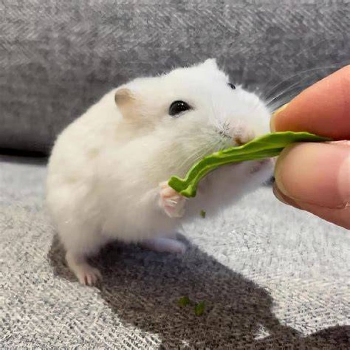 White hamster eating raspberry_PiotrLukasik_shutterstock