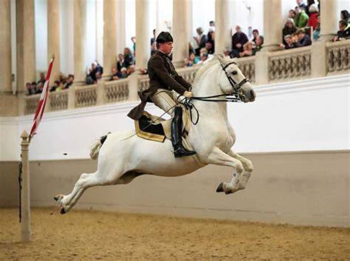 White Lipizzaner horses