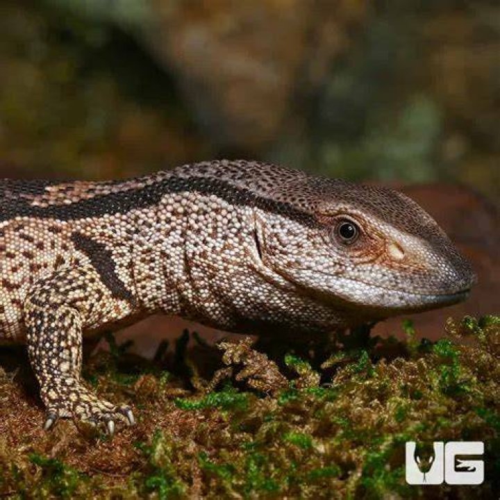 White-Throated Monitor Lizard: Care Sheet, Lifespan & More (With Pictures)