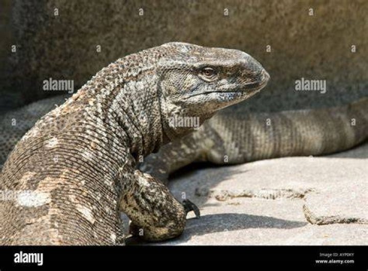 white throated monitor lizard in rock_reptiles4all_Shutterstock