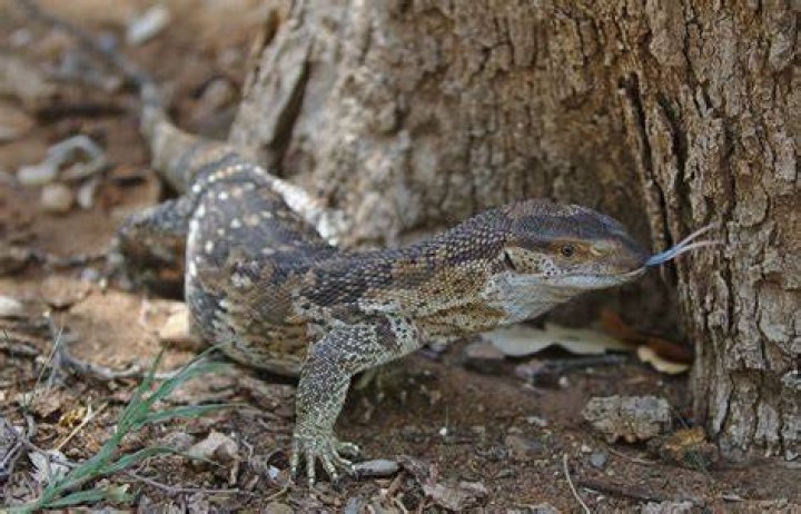 White throated monitor lizard_Dirk M. de Boer_Shutterstok