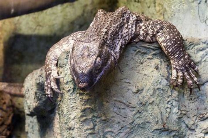 white throated monitor lizard_Pixabay