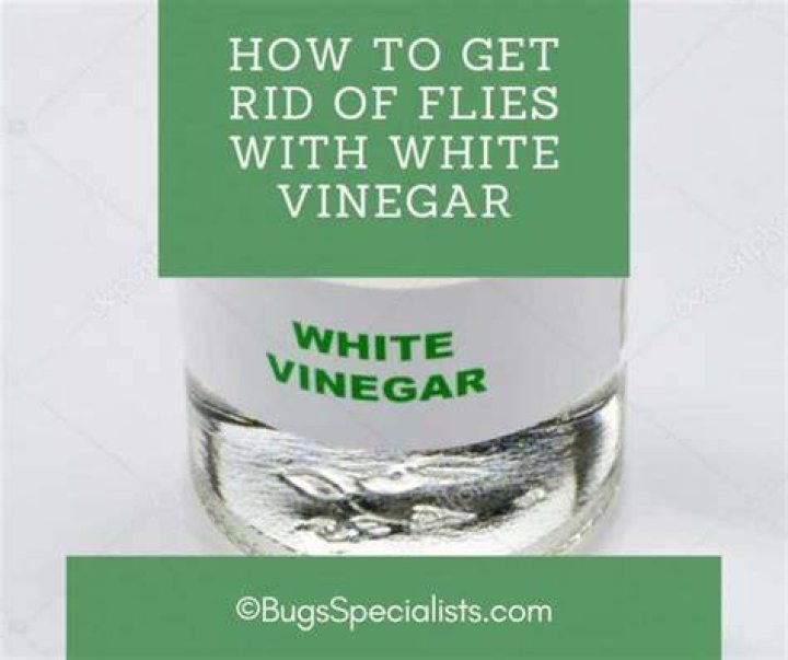 white vinegar for pest control