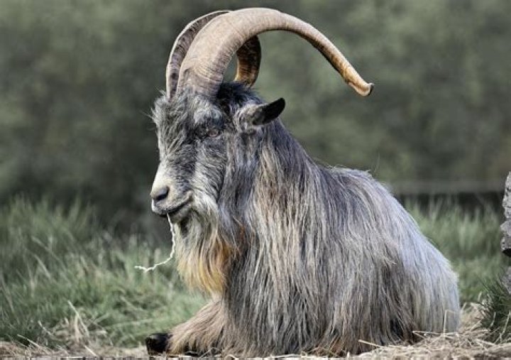 Who is the GOAT of soccer? Messi, Cr7, Pele, Maradona, Johan Cruyff, Ronaldo Naz&aacute;rio, Ronaldinho