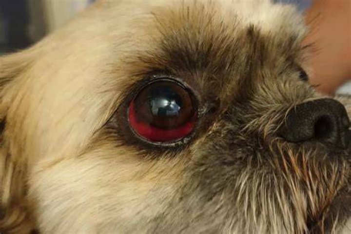 Why Are My Dog's Eyes Red? 13 Likely Reasons (Vet Answer)