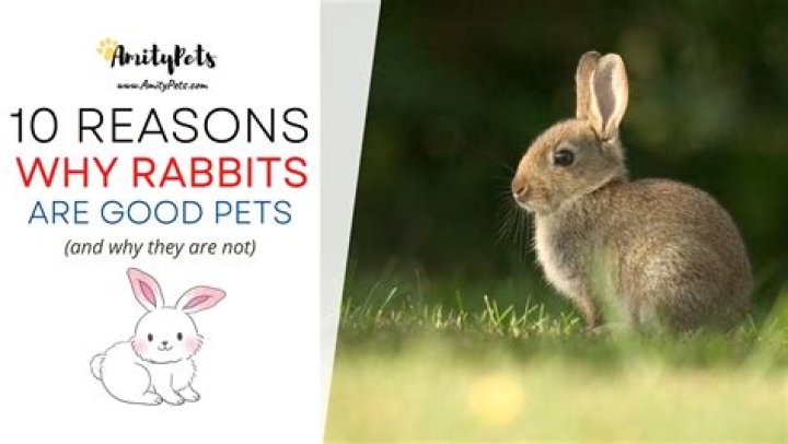 Why Are Rabbits Good Pets? 12 Amazing Reasons