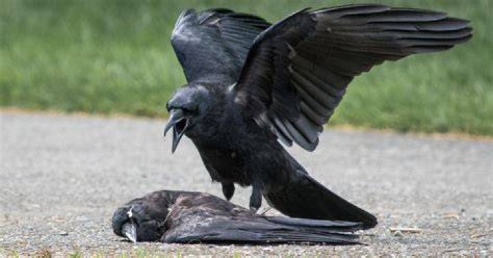 Why Are Some Crows Committing Acts of Necrophilia? The New York Times