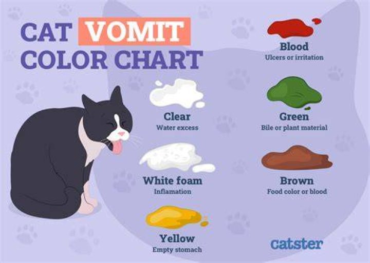 Why Did My Kitten Throw Up? (8 Potential Causes)