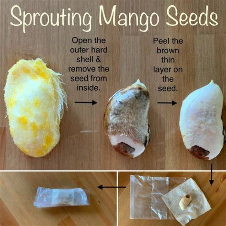 Why Did My Mango Seed Turn Black? - Causes, Prevention, and Solutions