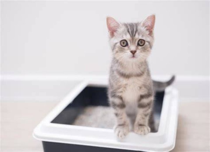 Why Do Cats Bury Their Poop? 2 Reasons