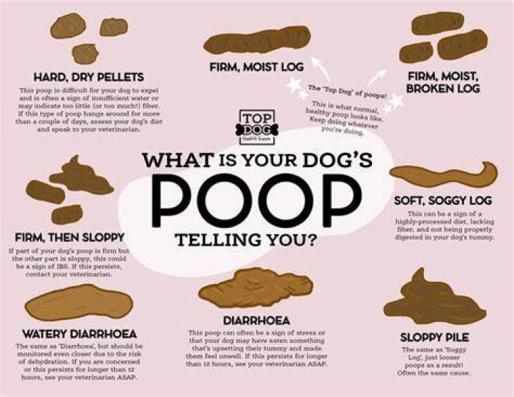 Why Does My Dog Poop Immediately After Eating? 5 Vet Reviewed Causes