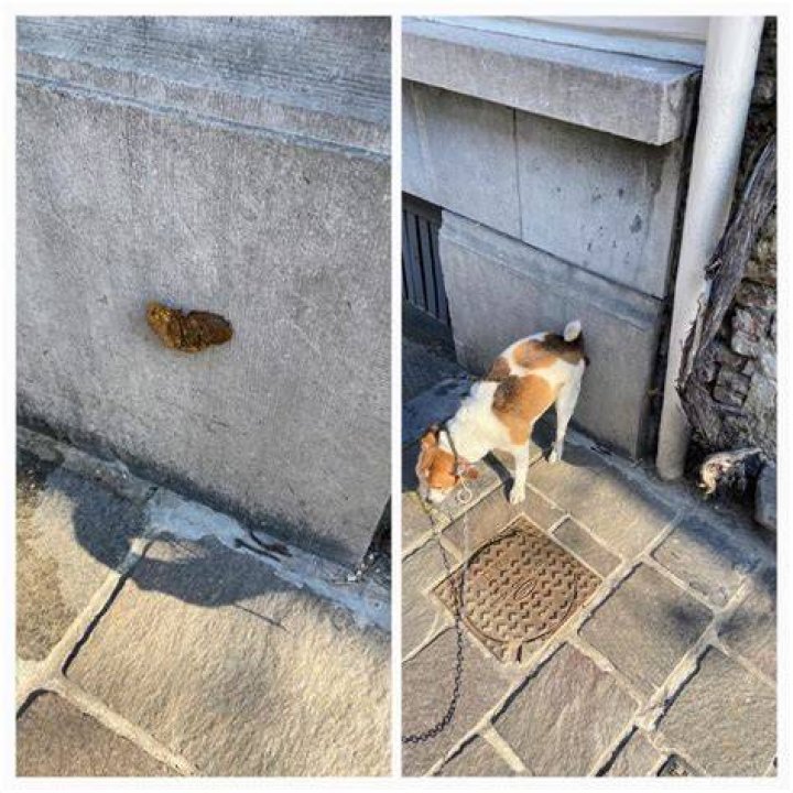 Why Does My Dog Poop on Concrete? (8 Potential Causes)
