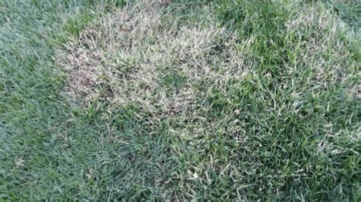Why Is My Grass Turning White?