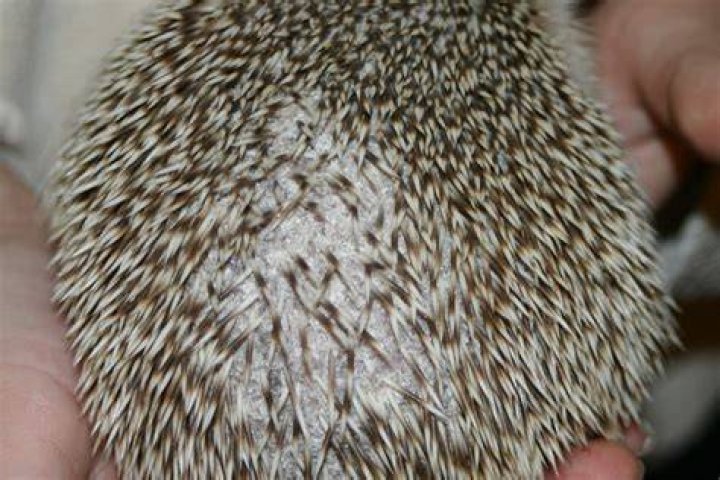 Why Is My Hedgehog Losing Quills? 3 Possible Causes