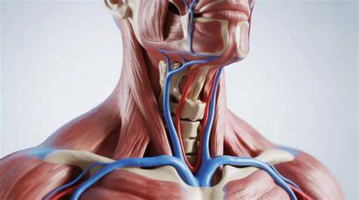 Why is My Pulse Stronger on the Right Side of My Neck?