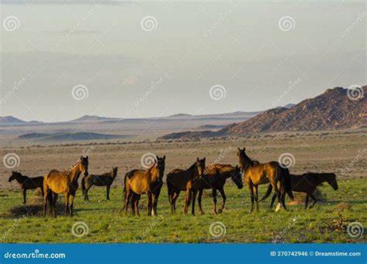 Wild Horses close to Aus in Namib desert in Namibia