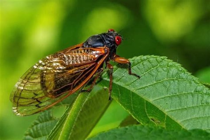 Will Cicadas Eat Your Plants in Summer 2024?