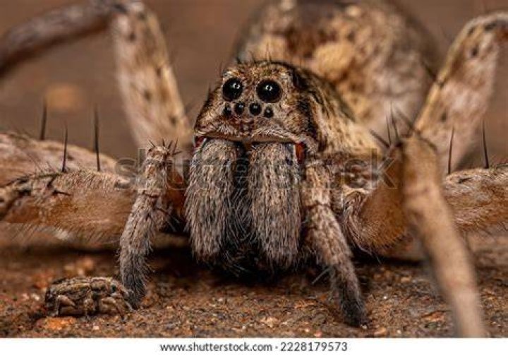 Wolf Spider