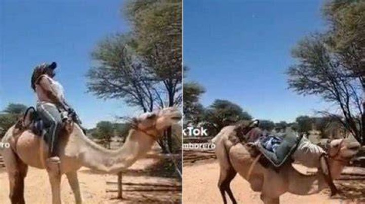 Woman Falls on Camel's Long Neck in TikTok Video With 2.1M Views, Mzansi Cracks Jokes: 