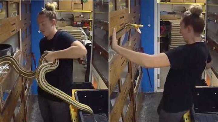 Woman Flips Off Snake for Trying to Bite Her, TikTok of Funny Video Gets 87M Views