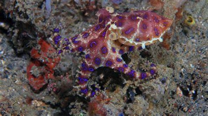 Woman suffers multiple bites from highly venomous blue-ringed octopus at Sydney beach