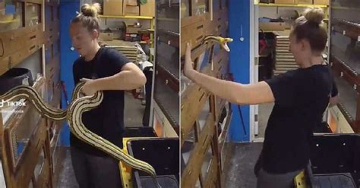 Woman swears at snake Woman swears at snake