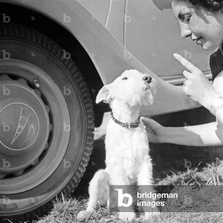 woman teaching a terrier