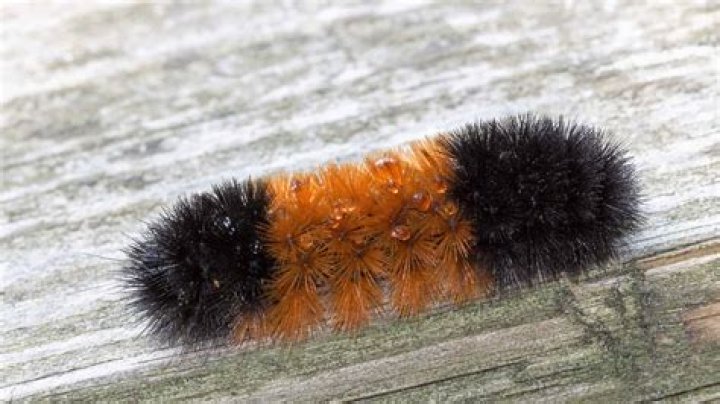 Woolly bear Caterpillar turned into tiger moth