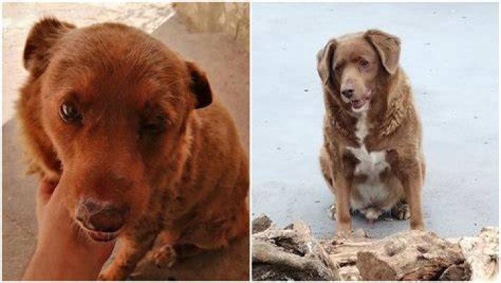 World’s oldest dog ever, Bobi, dies in Portugal, aged 31
