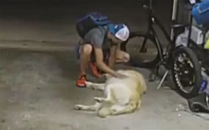 World’s worst guard dog? Burglar cuddles up to family’s pet before stealing bike from home