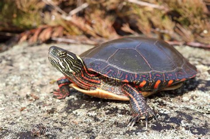 Wye Marsh Midland painted turtle shedding scutes